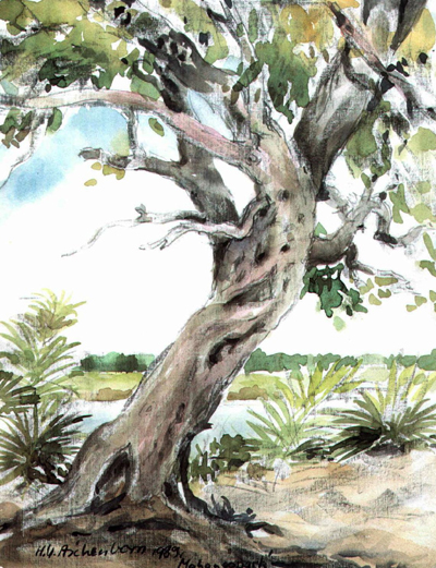 Bild Baum am Okavango von Uli Aschenborn